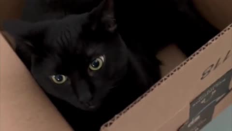 Adopting a Cat from a Shelter Vlog - Cute Precious Piper Is A Box of Sweetness #shorts