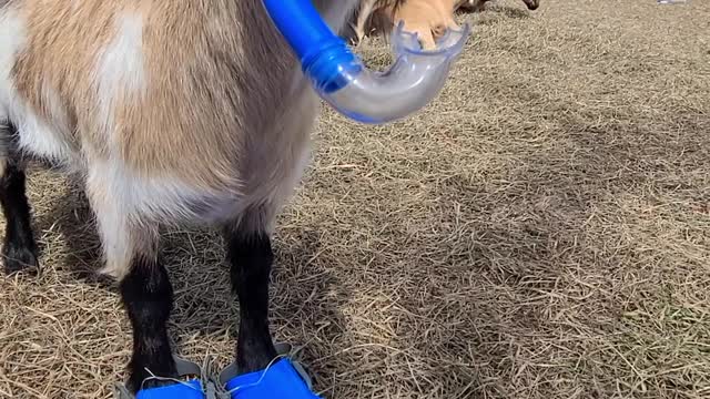 Walleye the Goat Waiting for the Pool to Open