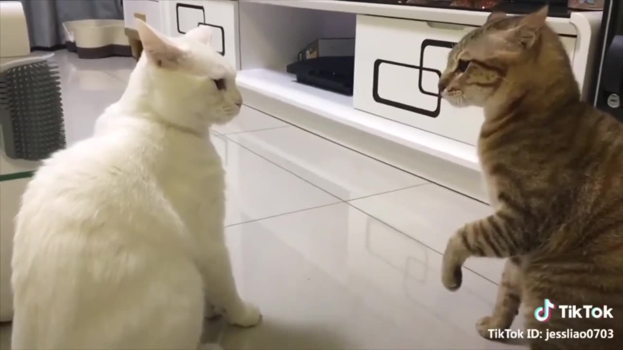 Funny Talking Cats