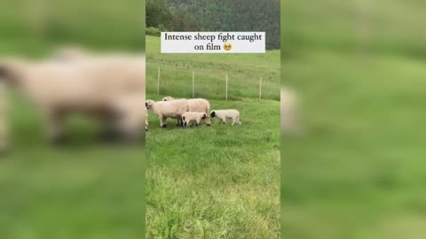 Funny animals😃Try not to laugh