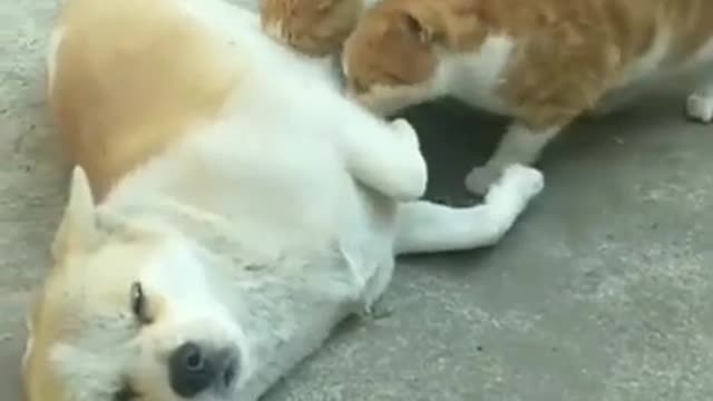 Funny video of two Cat's and Dog