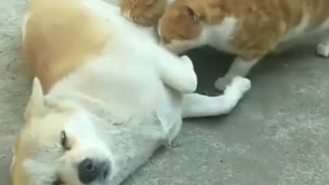 Funny video of two Cat's and Dog