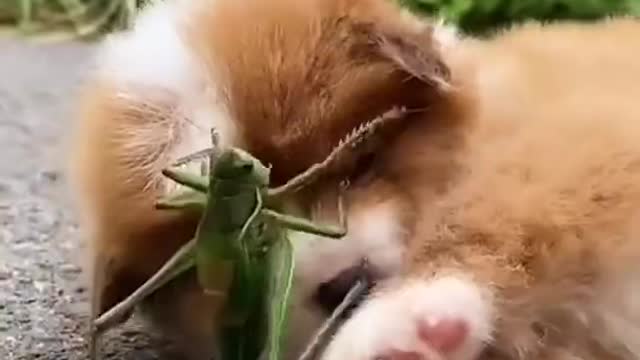 Puppy Playing With The Grasshopper