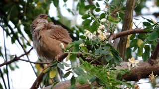 Closeup of a Bird