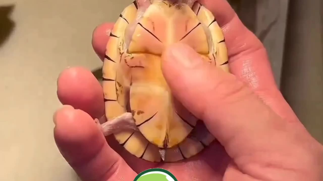 Funny Baby Turtle 🤣🐢 I challenge you can't stop laughing 😂