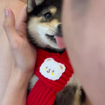 Manyu Match Puppy to the Owner I Lineup | Cut #010