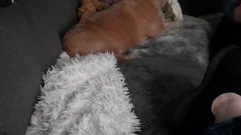 THE RAWHIDE DESTROYER