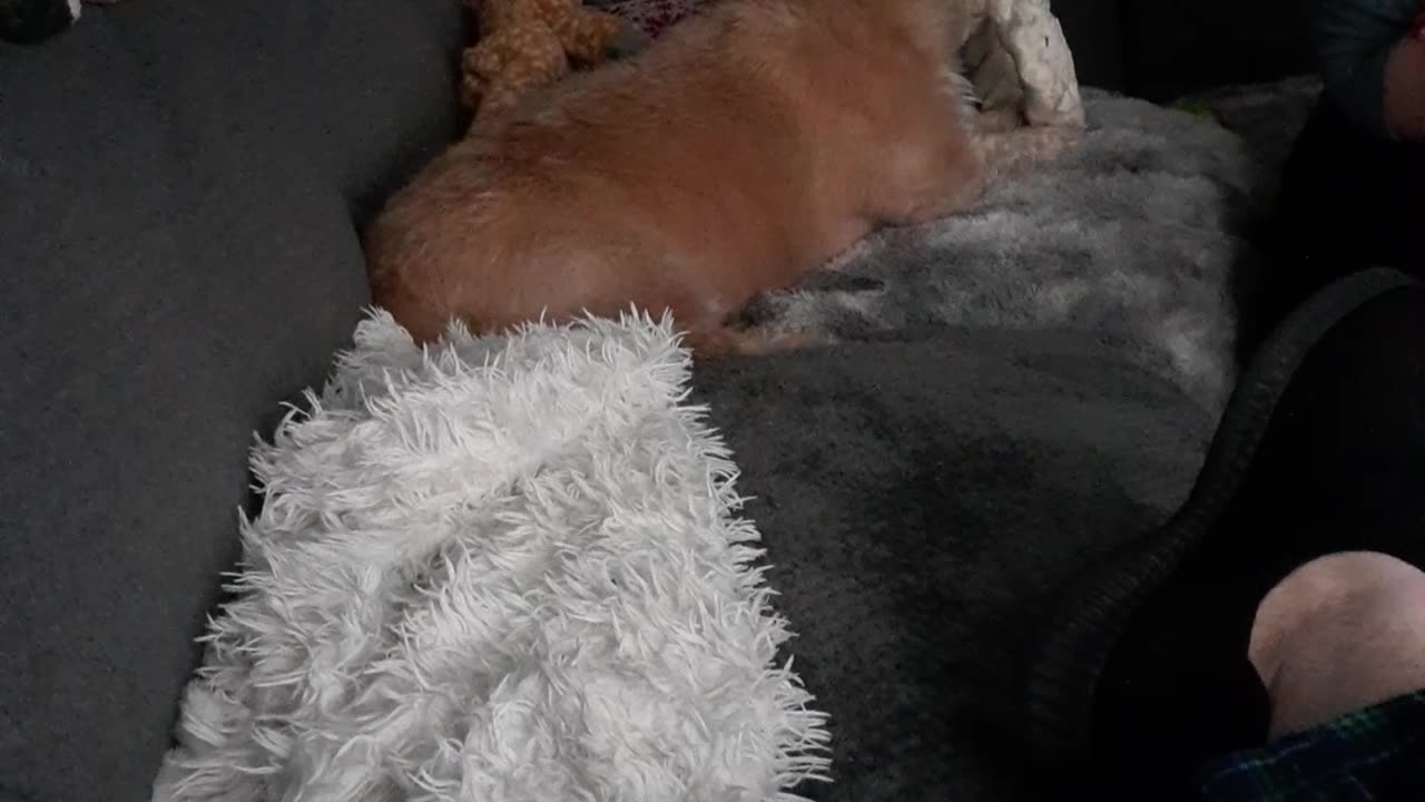 THE RAWHIDE DESTROYER