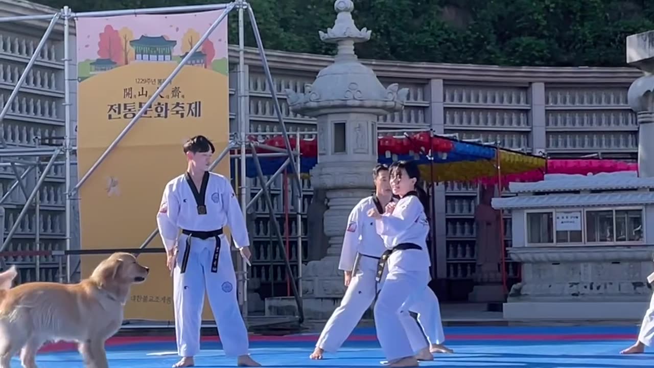 Golden Retriever Wants to Be a Part of Taekwondo Demonstration