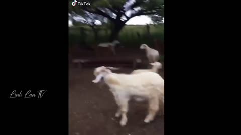compilation of the funniest moments of the year