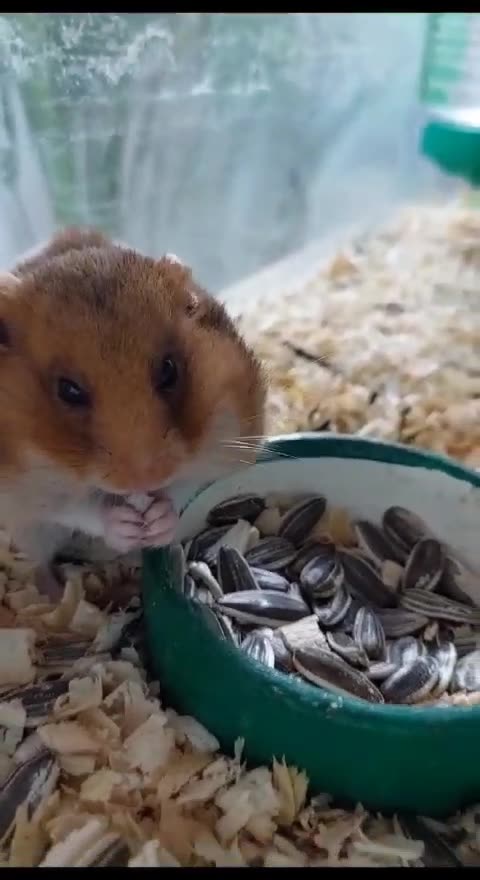 Hámster eating cute