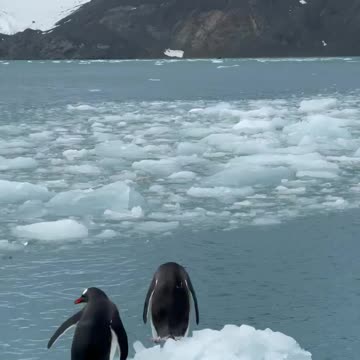 Penguin 🐧🐧 video