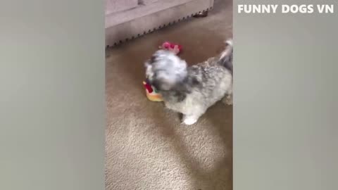 Funniest Animals Video - Funny Dogs And Cats