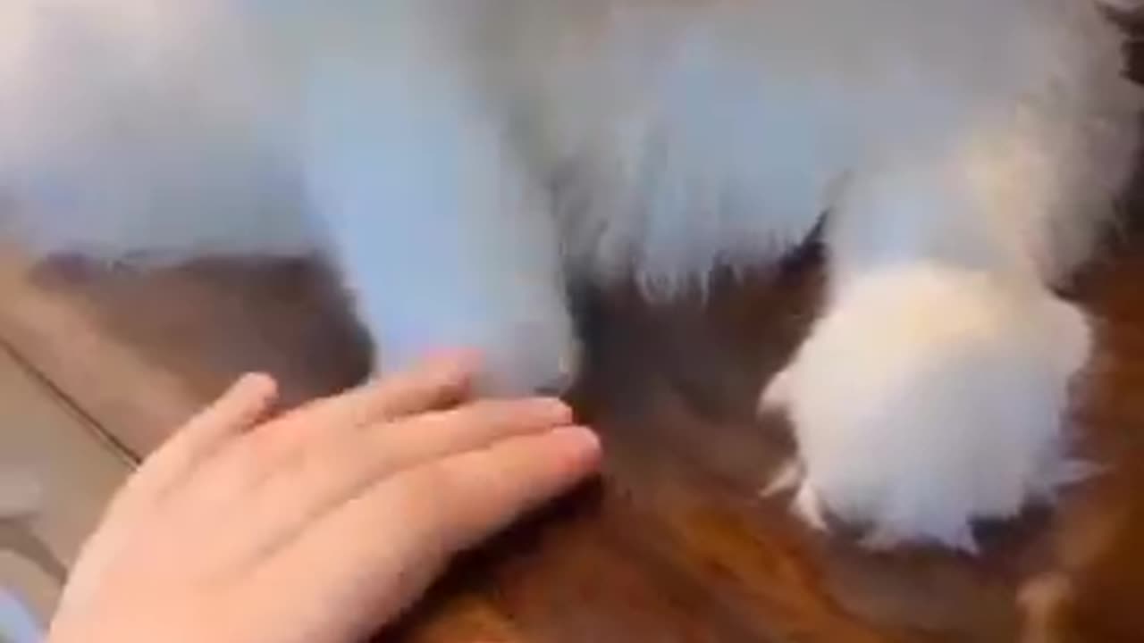 Cute Cat