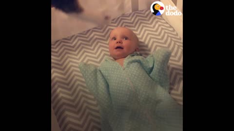 Baby Gets SO EXCITED To See Cat | The Dodo