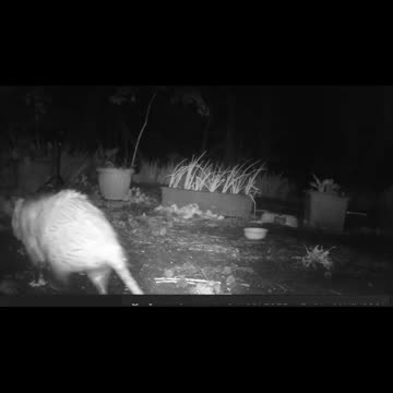 EA S3 - Opossum Play