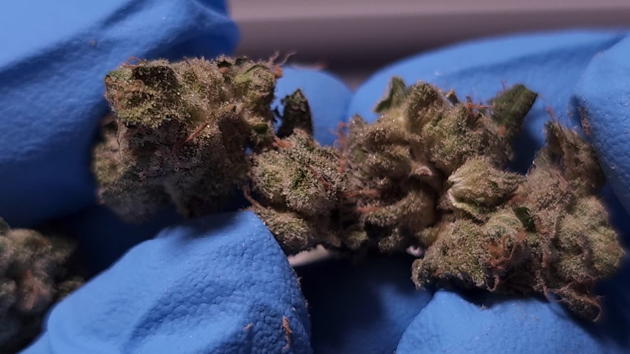 Nothern Harvest Bubblegum Diesel