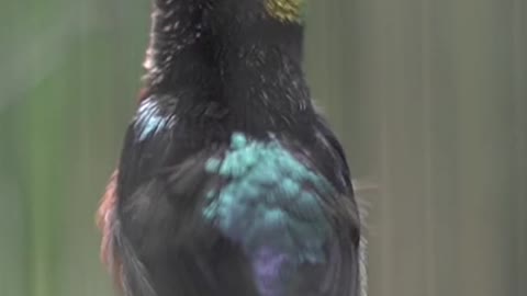 burung kolibri raja