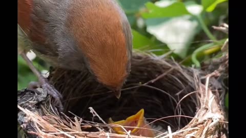 bird feeding its baby