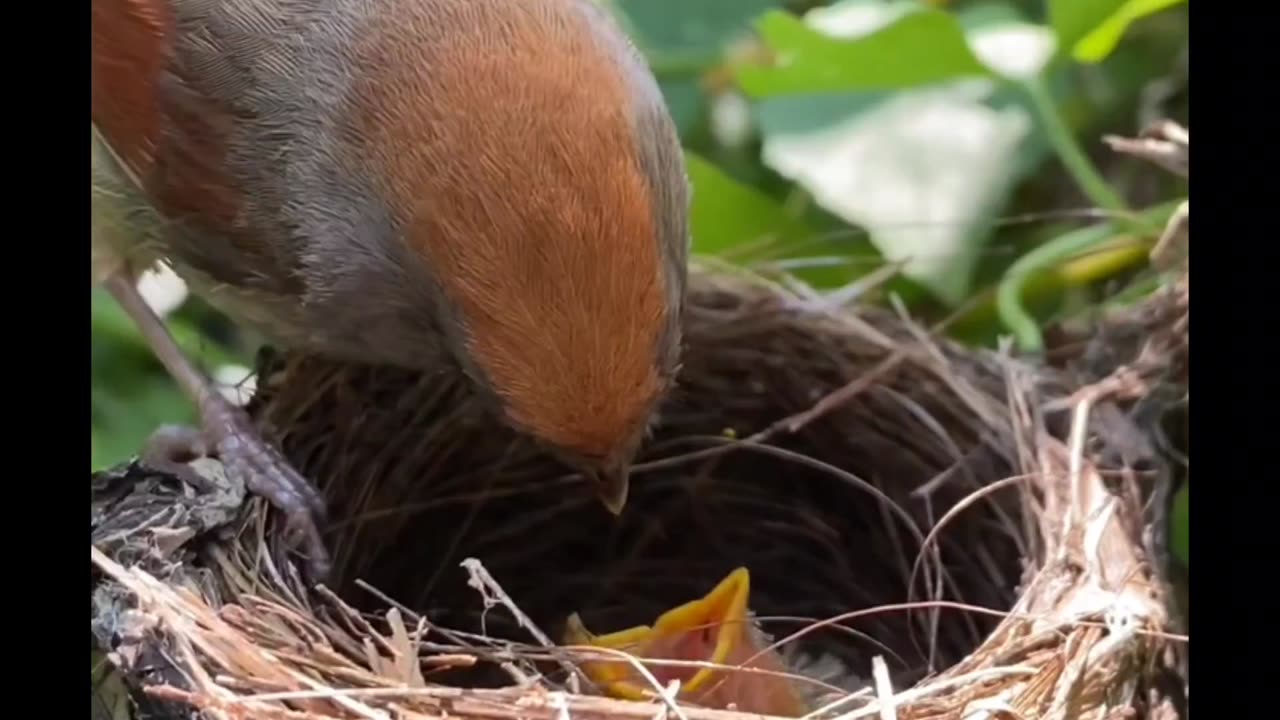 bird feeding its baby