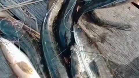 This is a beautiful and charming water-dwelling species