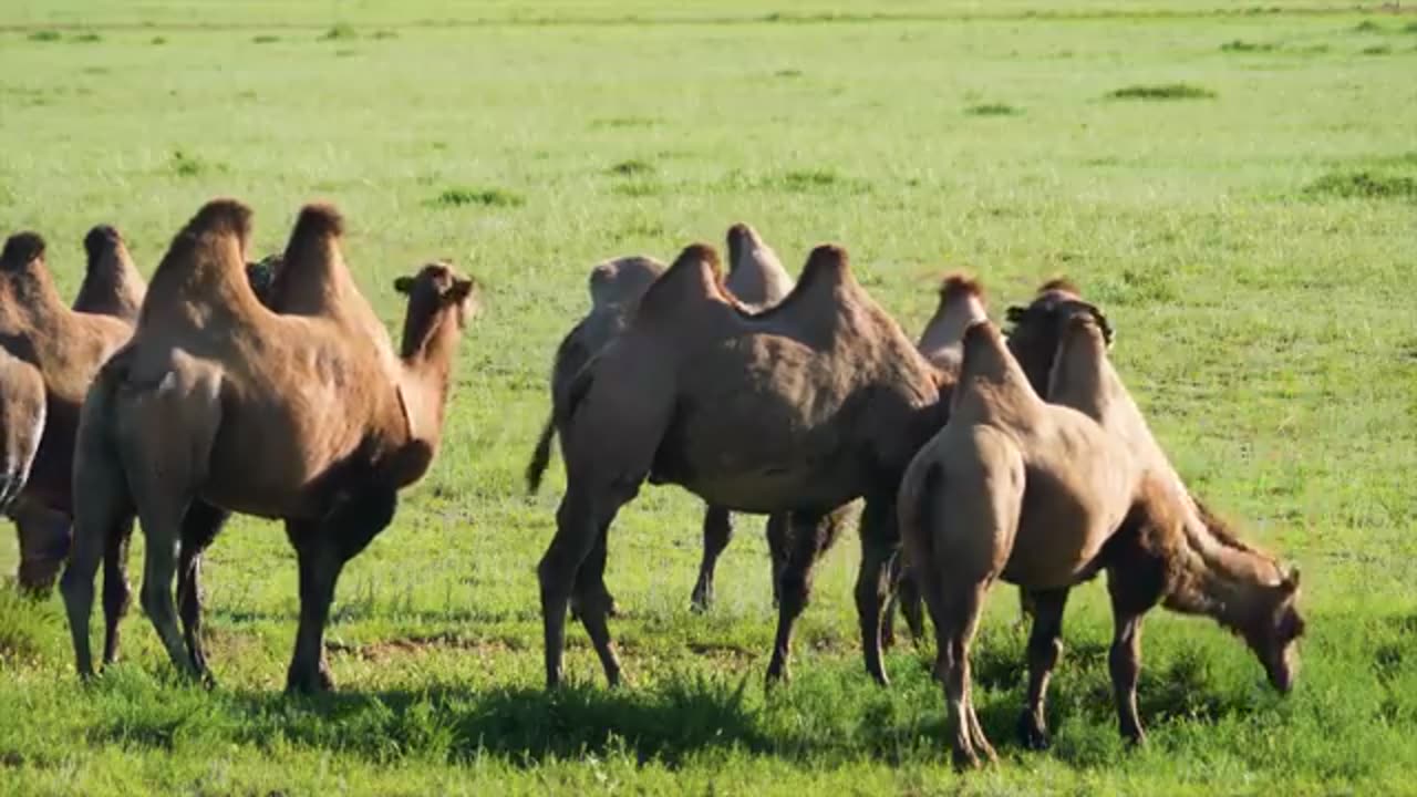 Animals