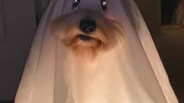 Adorable Puppies Dressed Like Ghosts Haunt House!