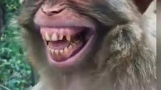 Monkey funny video 🐵