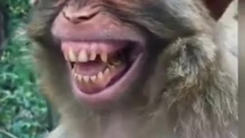 Monkey funny video 🐵