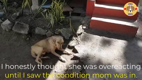 Heartbreaking story of a sick mom dog given everything to her puppies and ready to end on the street