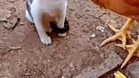 Cat vs Chicken: Watch What Happens Next and Get Ready to Laugh in 2023#syl_vester #ukraine #reels