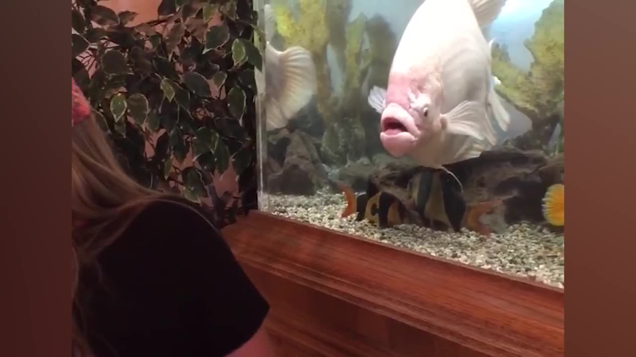 Beluga Whale is AMAZED by Tricks!