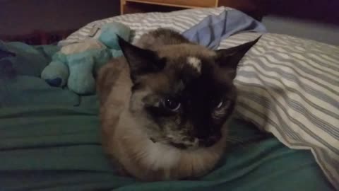 Emma Meowing At The Camera
