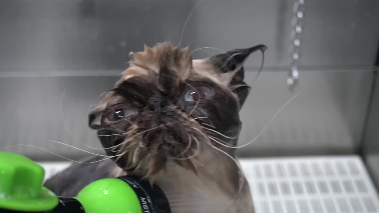 Today I groomed a new species | Weirdest cat ever