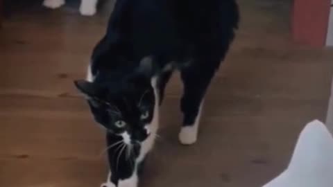 Funny scared cats