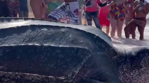 This is a Leatherback sea turtle and they're absolutely HUGE 🤯