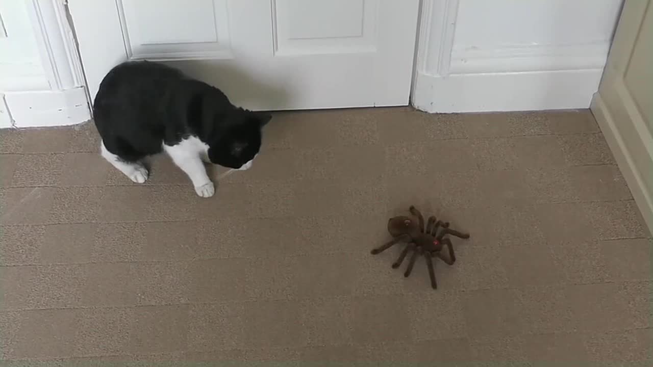 Cat Reacts To Giant Spider (RC)