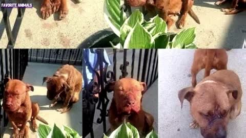 After leaving the house for work, the woman found two exhausted pit bulls on the porch!