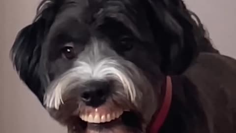 Dog stole grandma's dentures