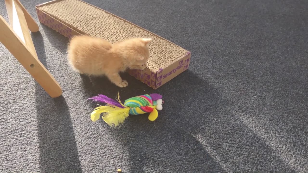 Flerken 3weekold kitten meowing, stumbling around, learning how to walk and play. so small & cute