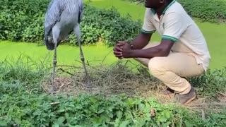 bird looks 4.8 million years old