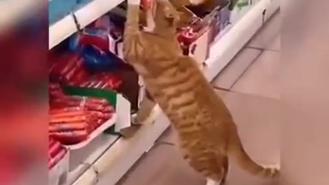 Funny cat video funny cats