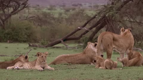 Baby lion playing