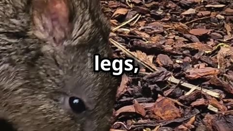 How This Animal Survives Without Water