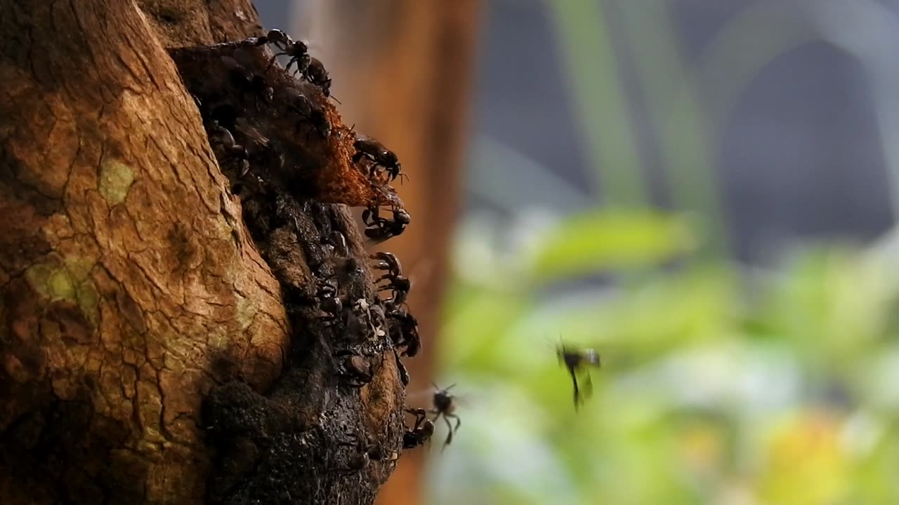 Stingless Bee Colony and Relaxing Instrumental Music | Linot | Aceh, Sumatra, Indonesia