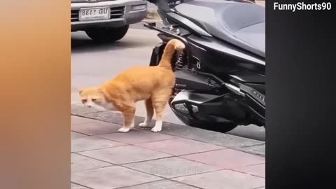 Funniest Animals 2023 😂 New Funny Cats and Dogs Videos 😻🐶 #funnycats