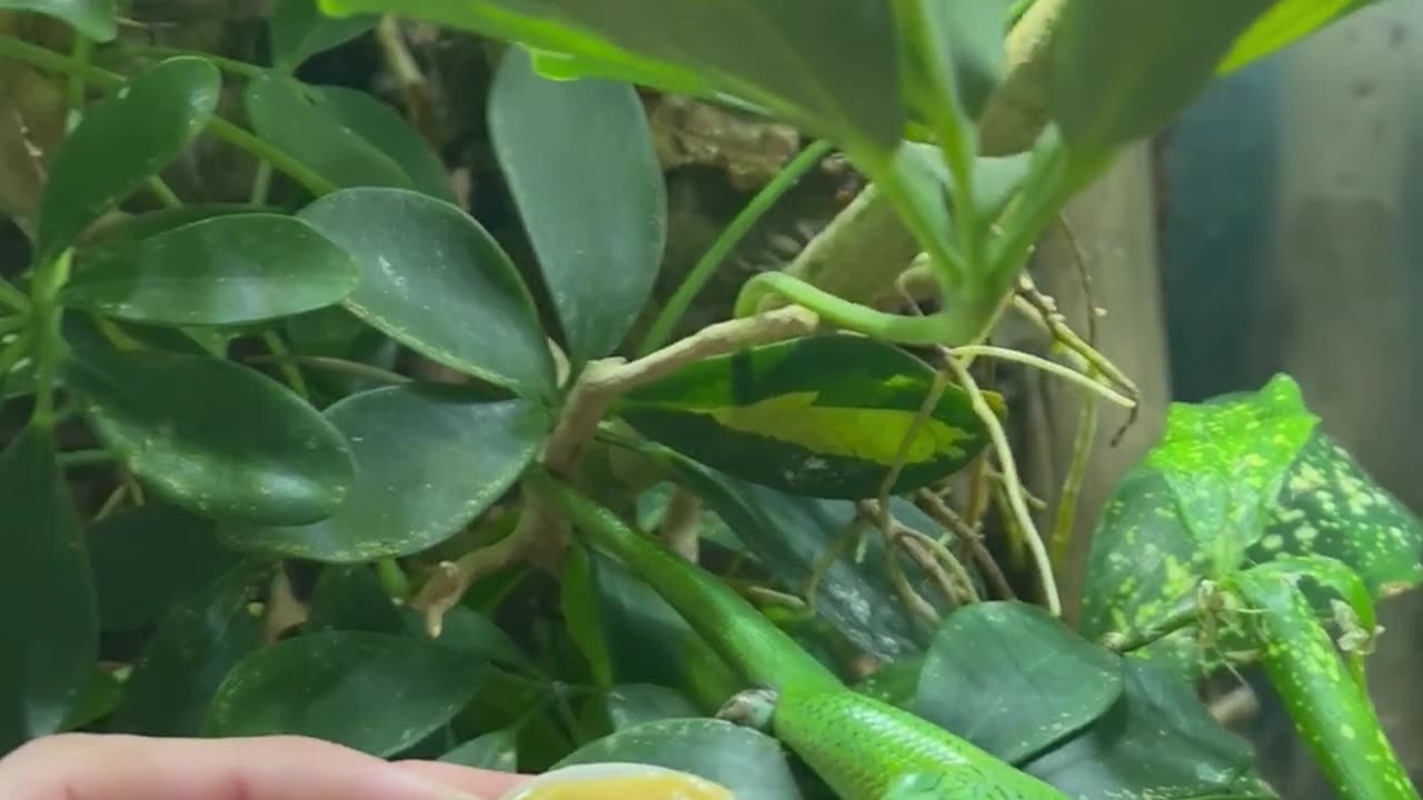 A Hungry Skink Falls Into Its Food || Viral Verse