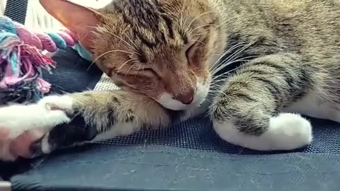 Cat 😺 funny video enjoy