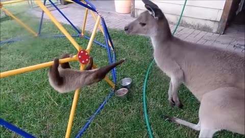 Funny animals videos