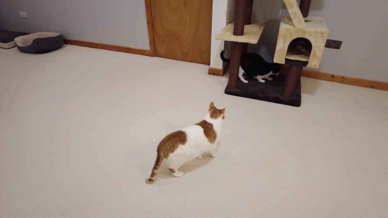 Cat Wiggles Butt Other Cat Plays Dead To Avoid Getting Pounced On